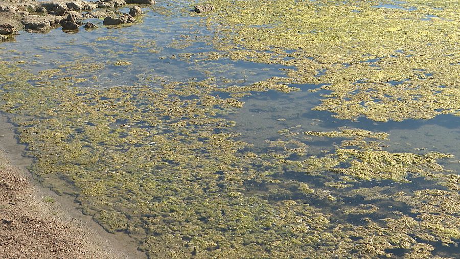 Algas que crecen sin control en el Mar Menor, conocidas como "sopa verde"