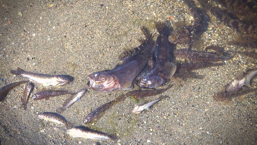 Peces muertos en el Mar Menor