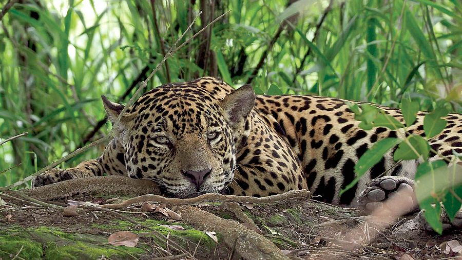 Jaguar de Moto Grosso captado en la docuserie de Andoni Canela