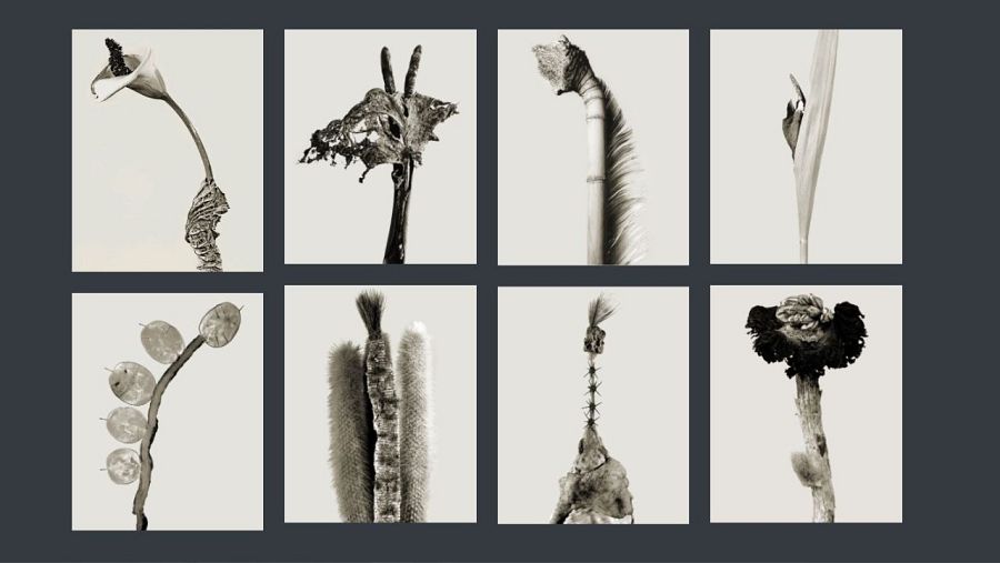 "Herbarium" de Joan Fontcuberta