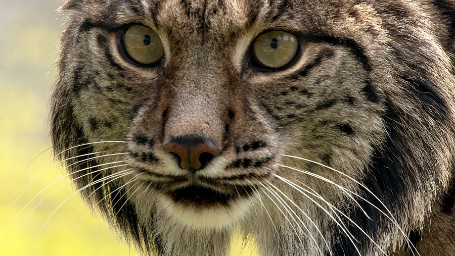 Lince ibérico