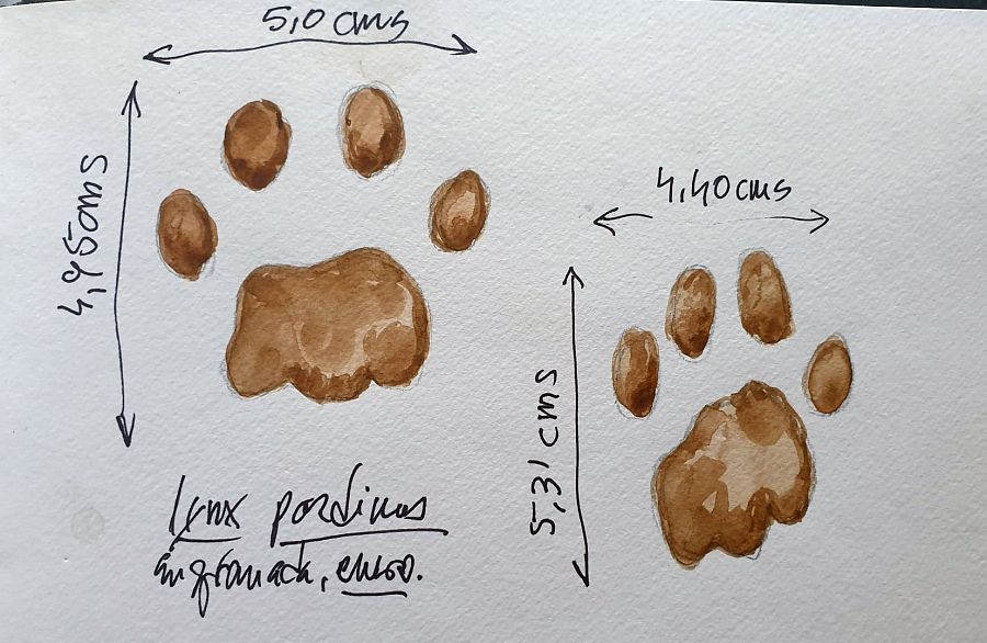 Huellas de lince