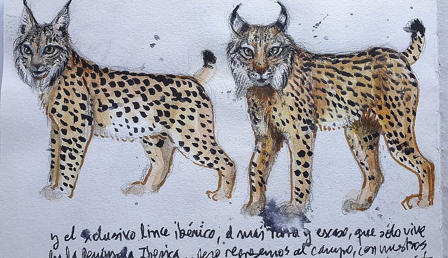 Especies de lince