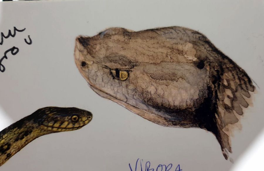 Víboras y culebras