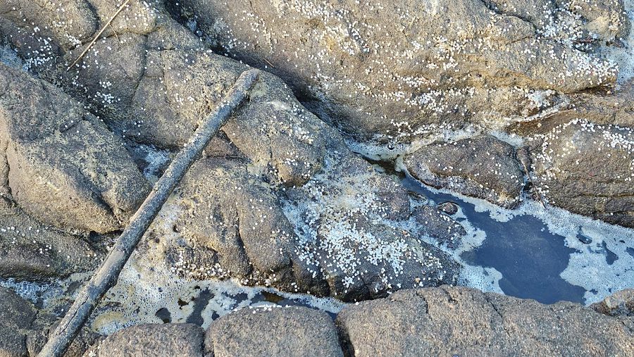 Pélets en el agua