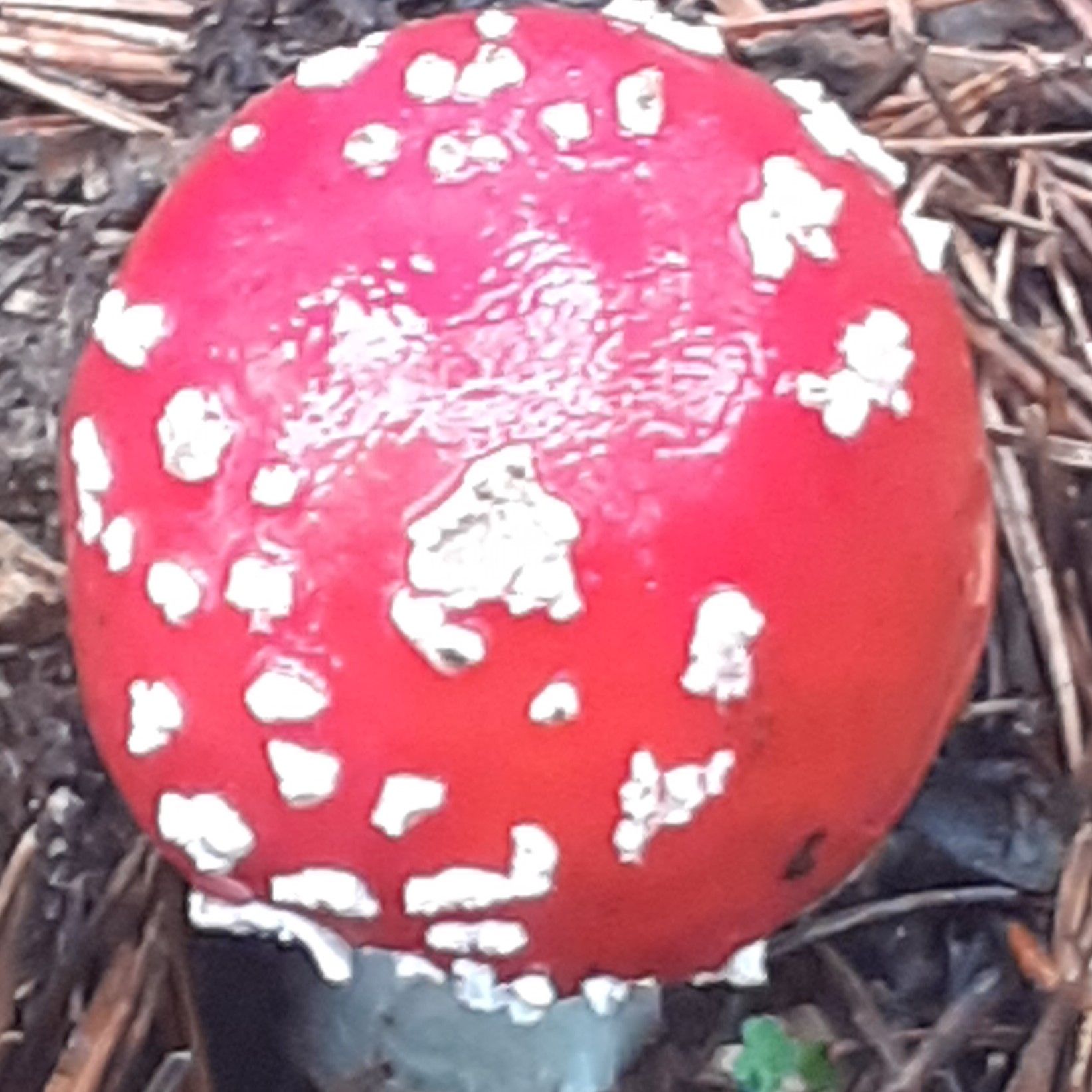 Escribano Palustre - 08/09/25