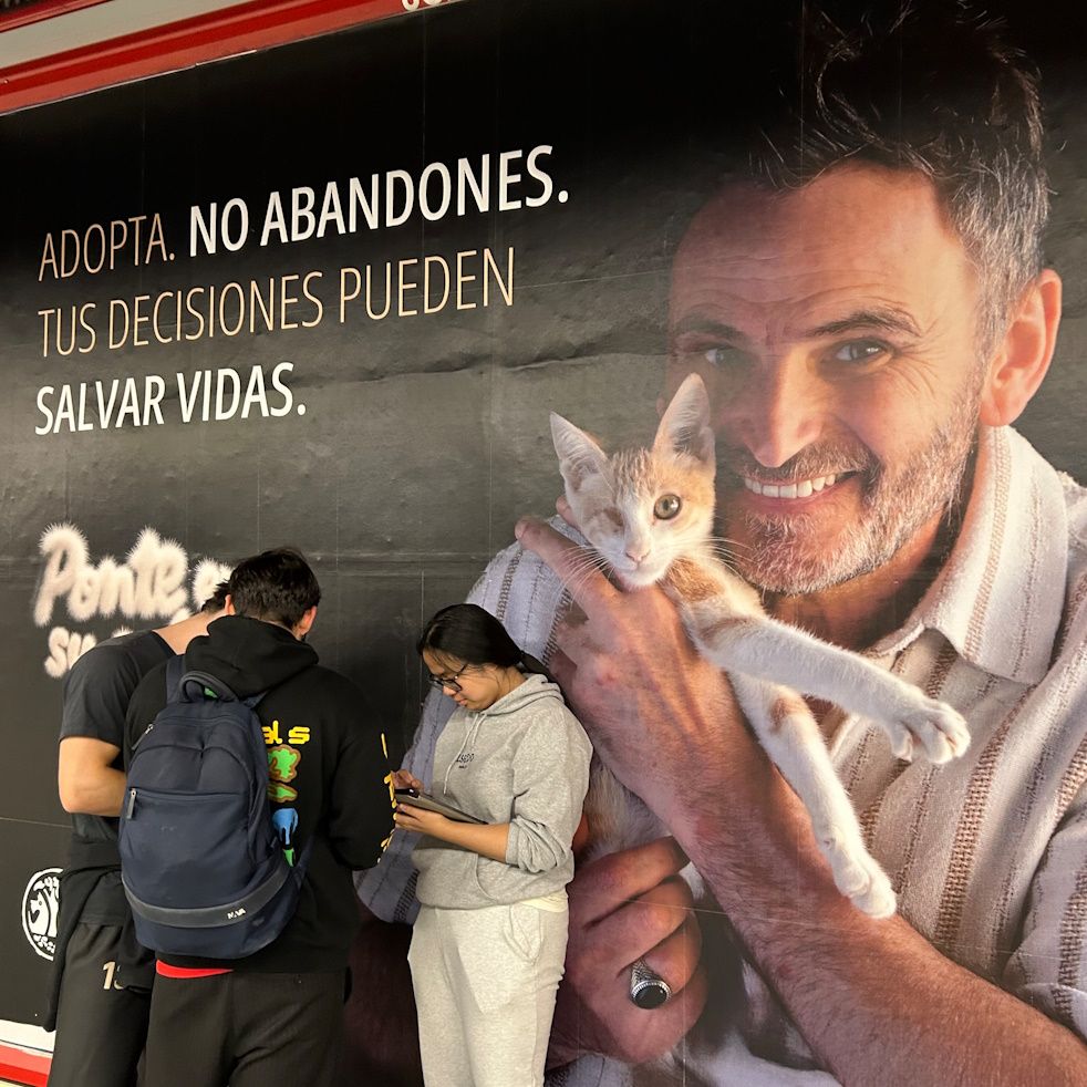 La hora azul - Los gatos, silenciosos acompañantes - 10/11/25 La hora azul - Los gatos, silenciosos acompañantes - 10/11/25