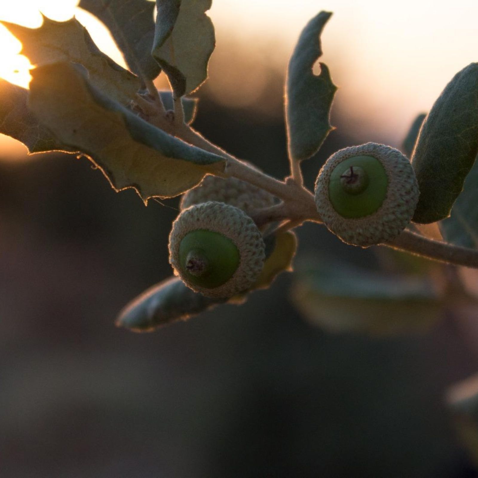 El bosque habitado - 2 litros cada tres días: Operación Encina - 27/07/25