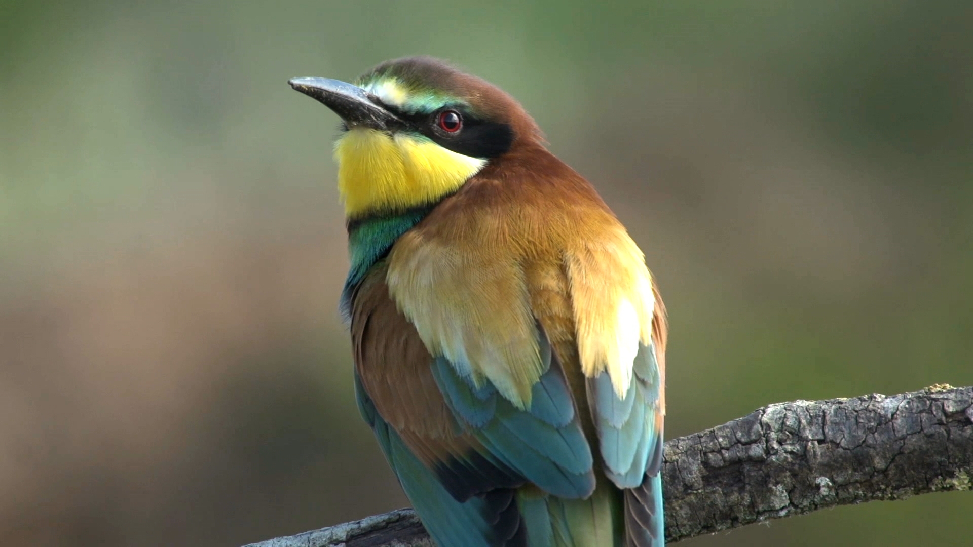El abejaruco es una de las aves más vistosas de Europa El abejaruco es una de las aves más vistosas de Europa