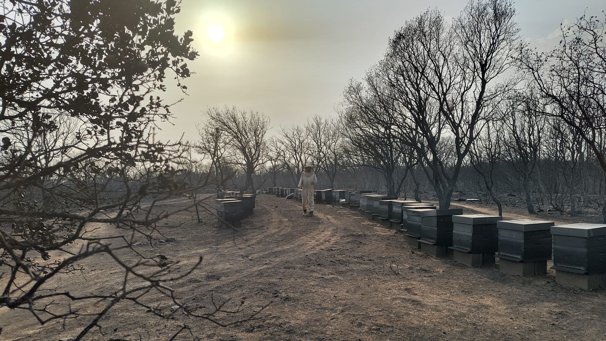 El humo del incendio adormeció el "paraíso" de las abejas de Álvaro: "No sé si conseguiré recuperarme"