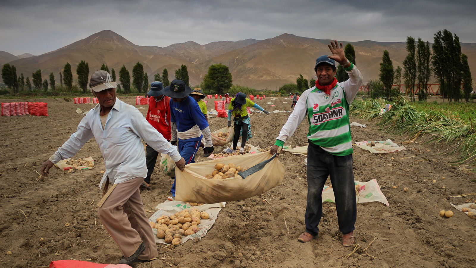 Agricultores del Tambo recogiendo patatas. Susana JIménez Pons