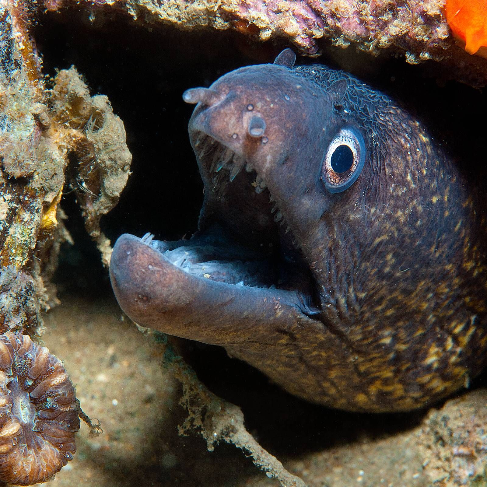 Espacio en blanco - La anguila eléctrica del Amazonas - 21/12/25