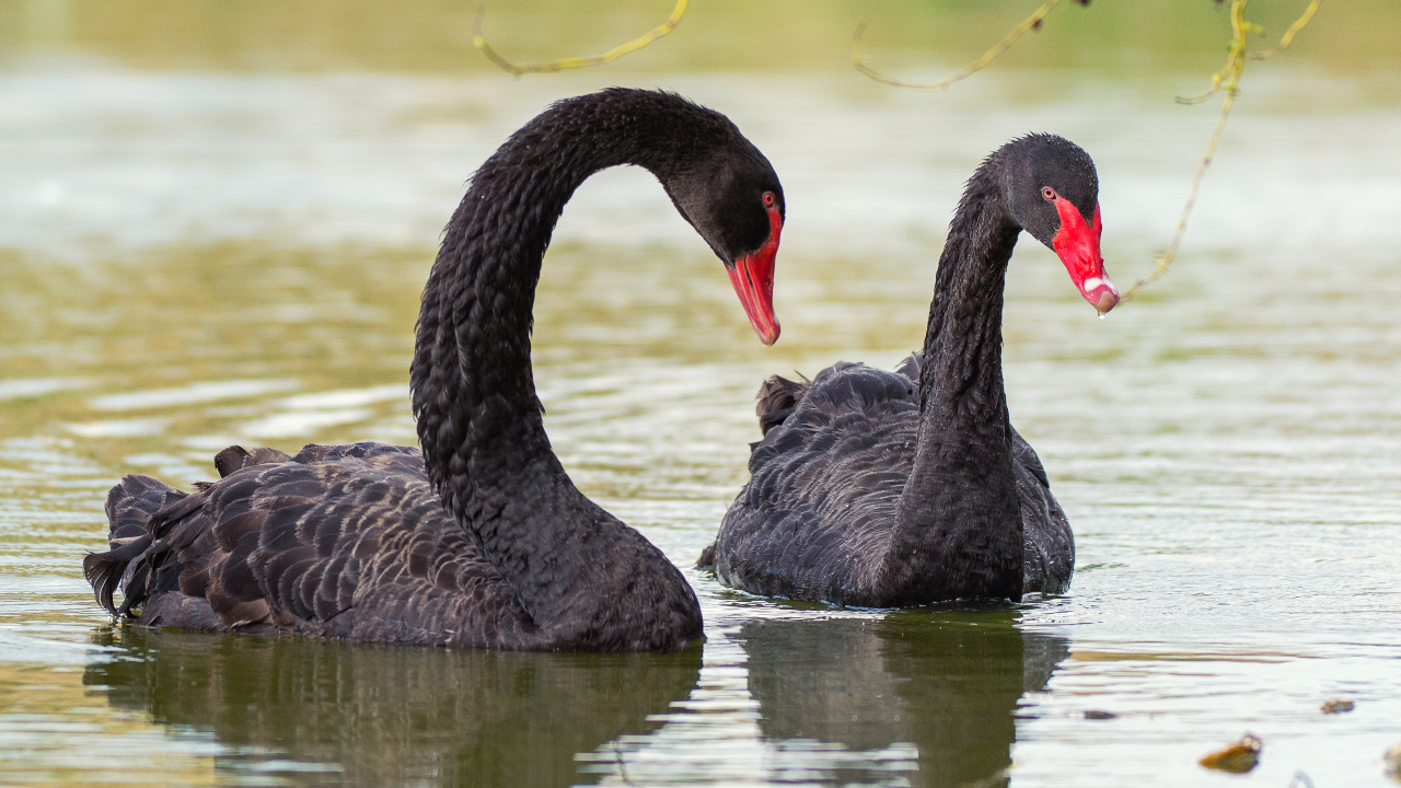 Homosexualidad en el mundo animal | RTVE.es