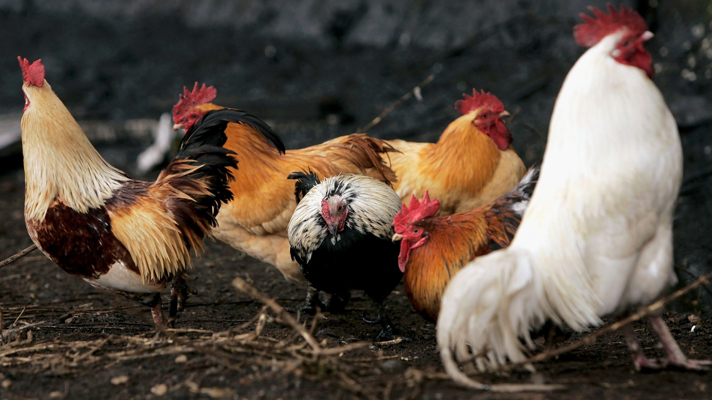 La Autoridad Europea de Seguridad Alimentaria recomienda elevar el control ante la gripe aviar – RTVE.es