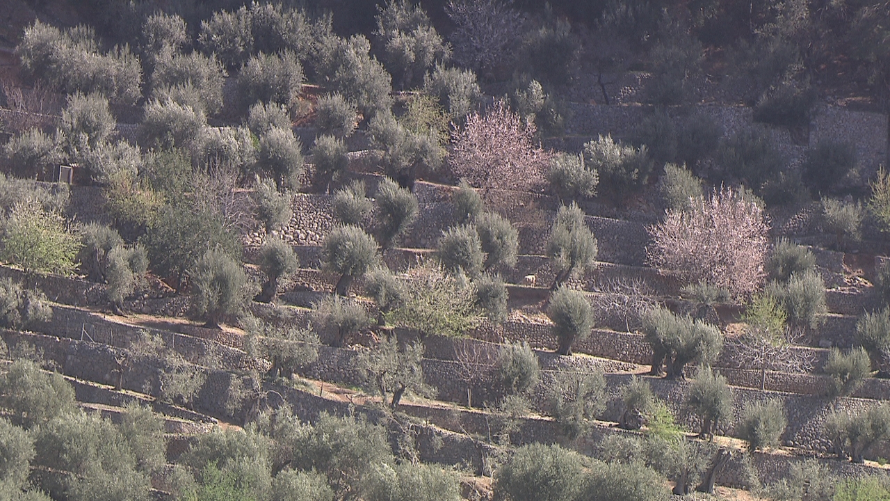 Los bancales permiten cultivar olivos en la escarpada sierra de Tramuntana Los bancales permiten cultivar olivos en la escarpada sierra de Tramuntana