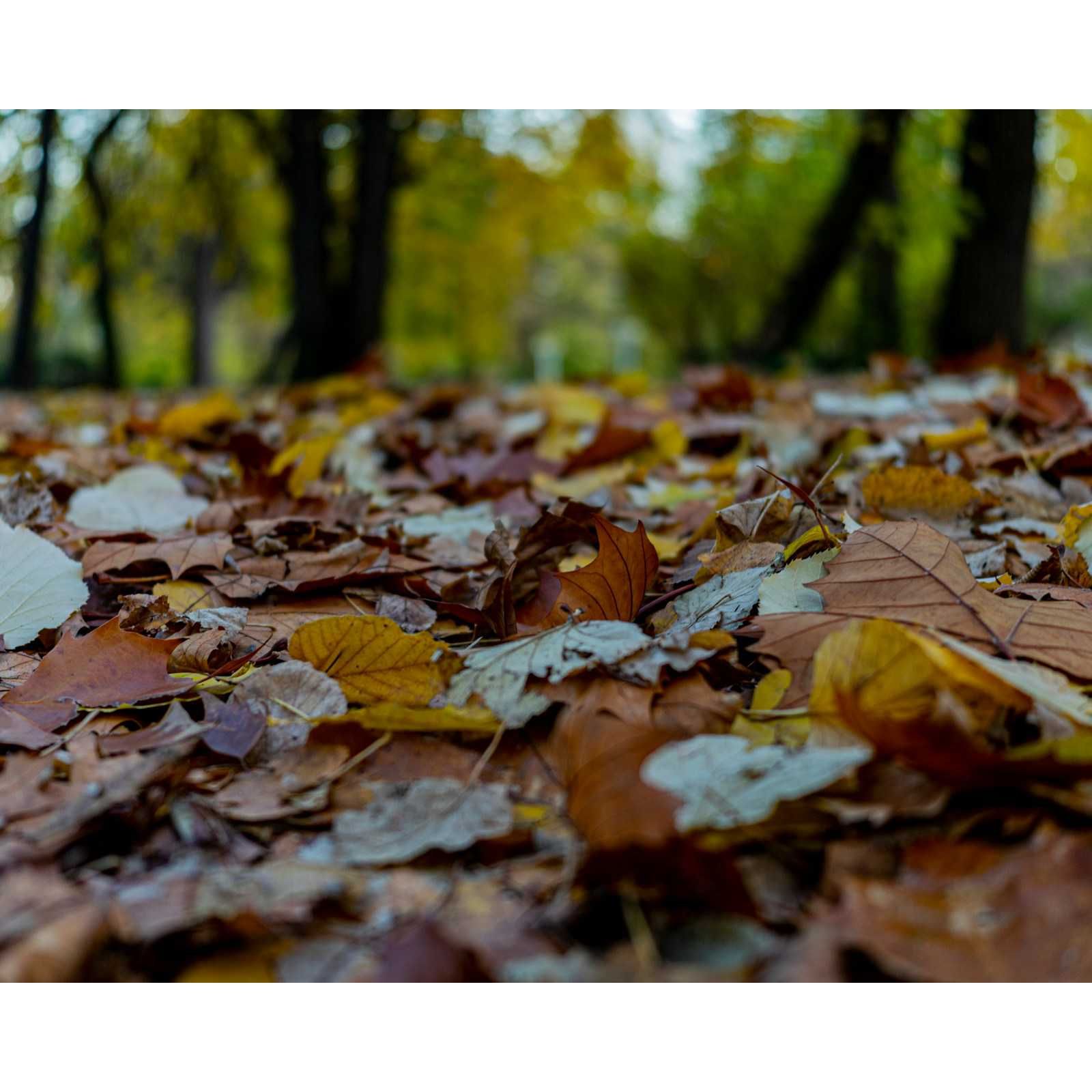 Black vibes - El otoño ha llegado - 21/09/25 Black vibes - El otoño ha llegado - 21/09/25