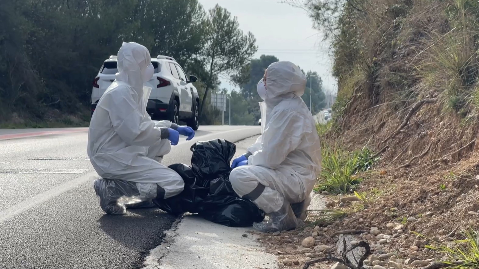 Blinden Collserola per evitar que la pesta porcina s'escampi Blinden Collserola per evitar que la pesta porcina s'escampi