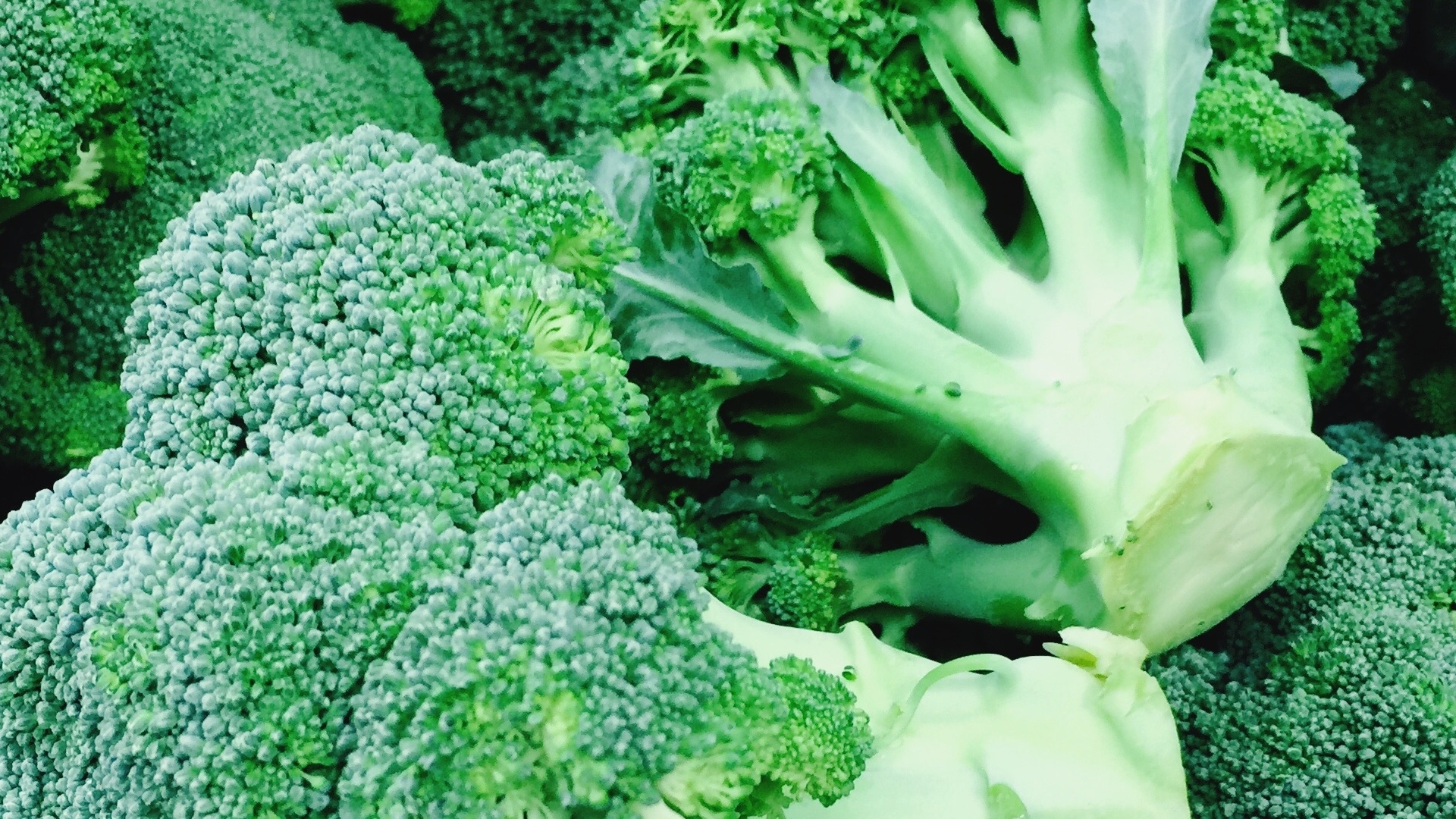 Rocoli 5 cosas que no sabías sobre el brócoli