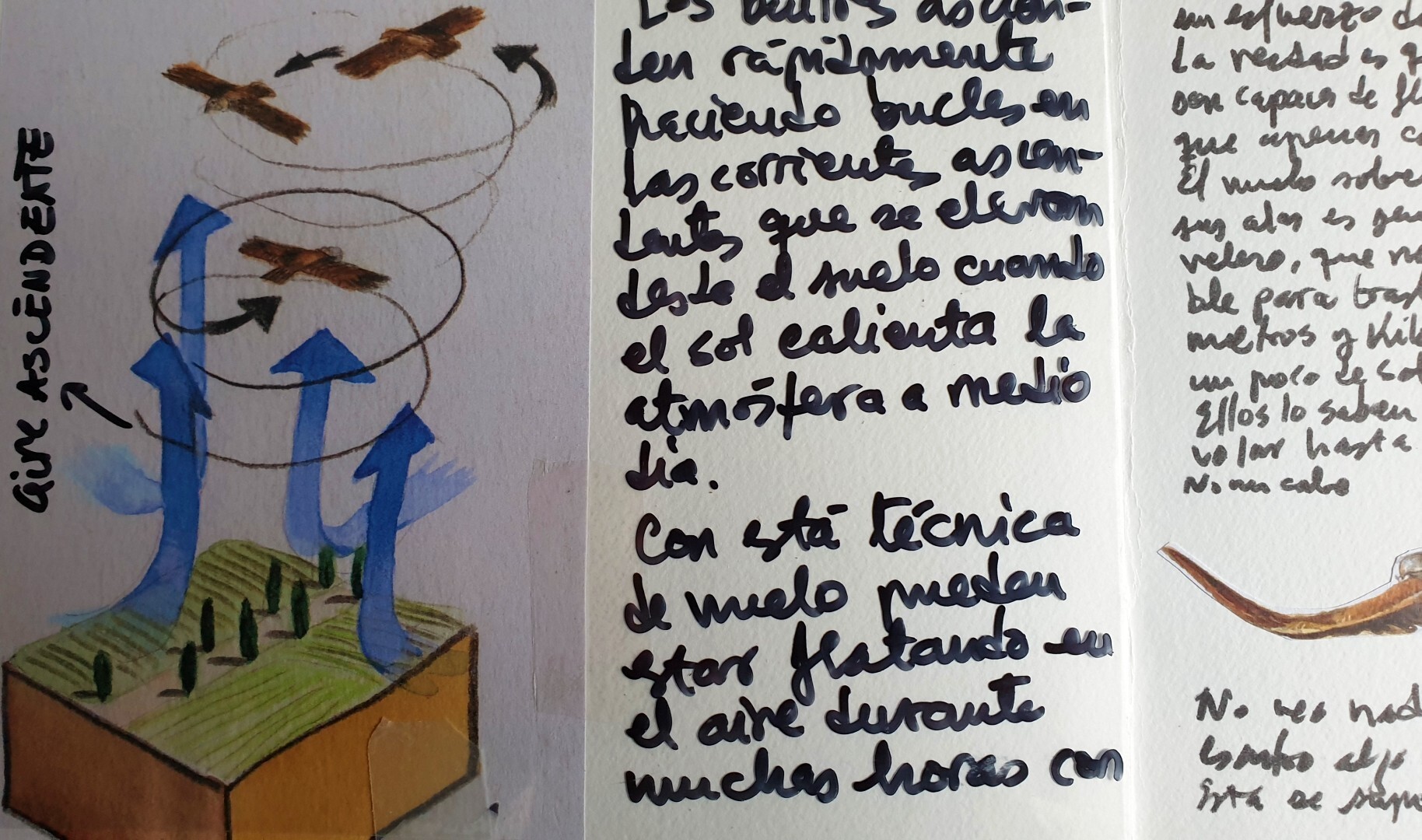 Buitre leonado Buitre leonado