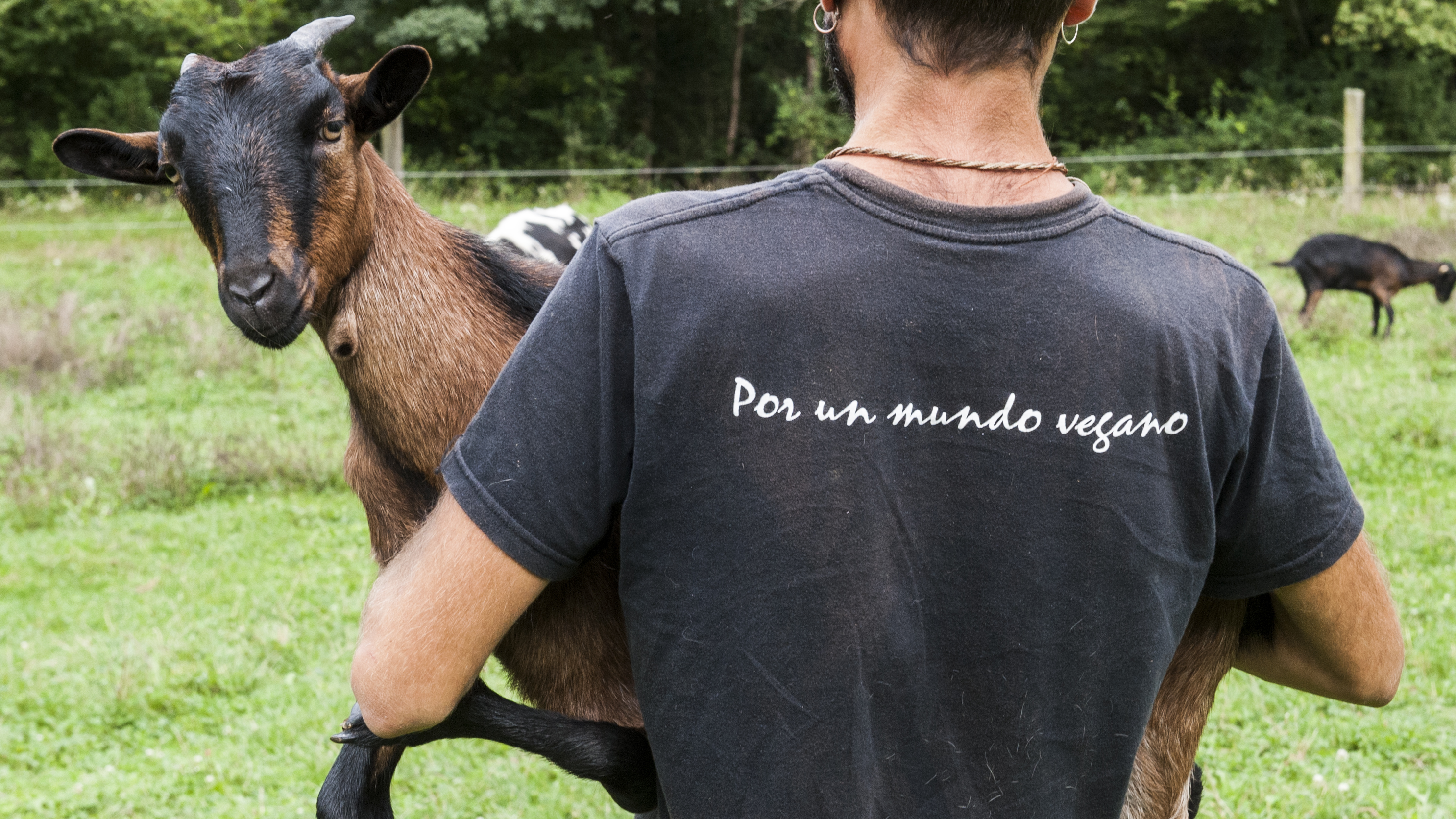 La cabra Celia padece una malformación en las patas delanteras y depende de los cuidadores para desplazarse La cabra Celia padece una malformación en las patas delanteras y depende de los cuidadores para desplazarse