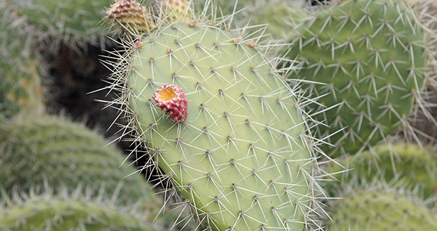 http://www.rtve.es/noticias/20140601/tienen-espinas-cactus/945963.shtml