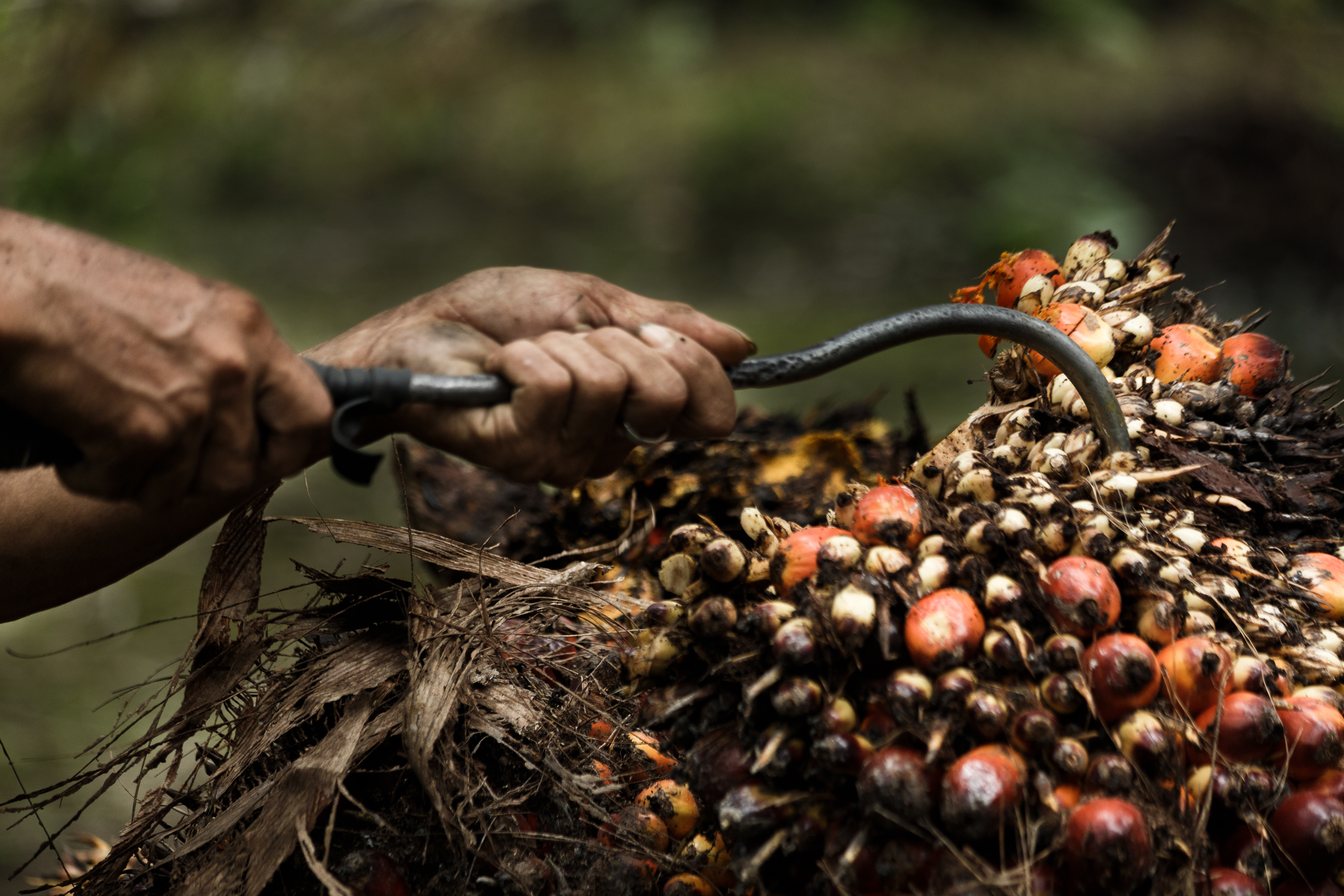 Cada racimo de dátiles para obtener aceite de palma pesa unos 25 kilogramos Cada racimo de dátiles para obtener aceite de palma pesa unos 25 kilogramos
