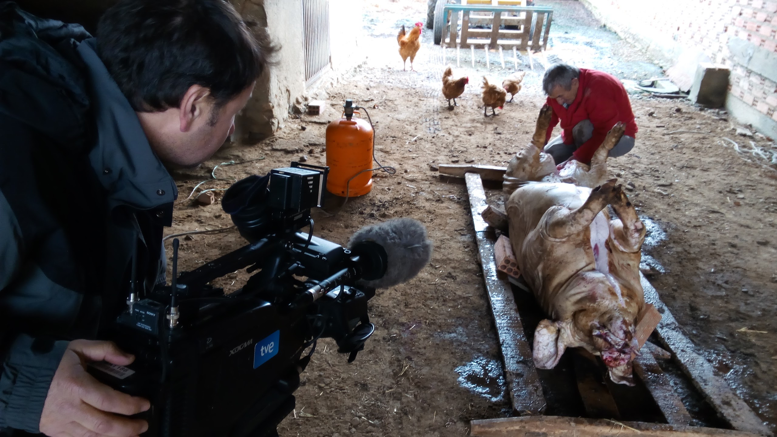 Cada vez hay menos matanza del cerdo doméstica en Villafáfila Cada vez hay menos matanza del cerdo doméstica en Villafáfila