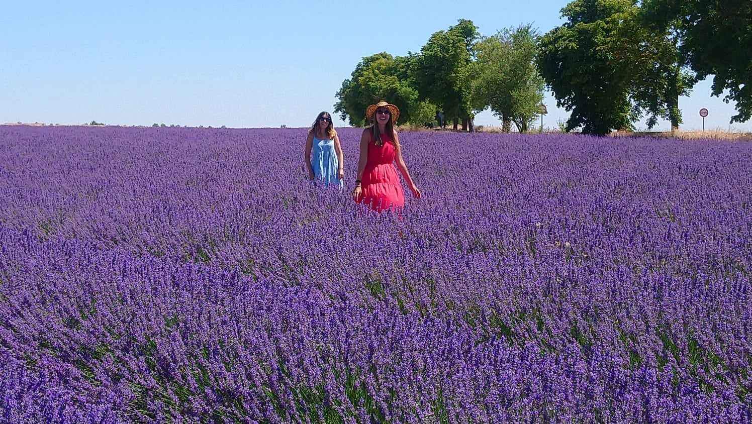 Campos de lavanda de Tiedra Campos de lavanda de Tiedra