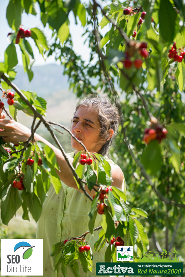 Carmen, recogiendo cerezas Carmen, recogiendo cerezas