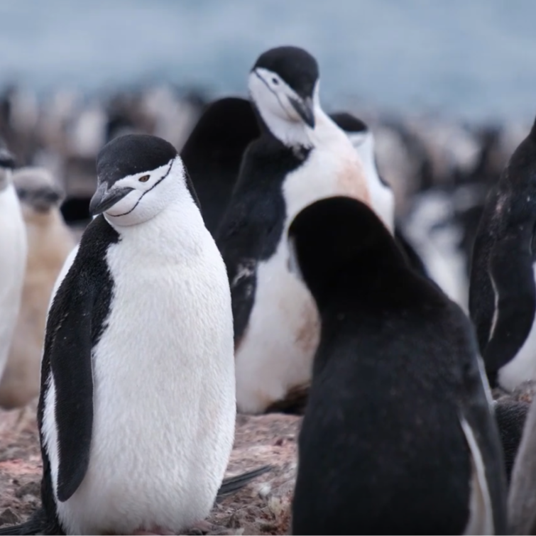 Reportajes Emisoras - Ceuta - Apadrina un pingüino - 23/02/26