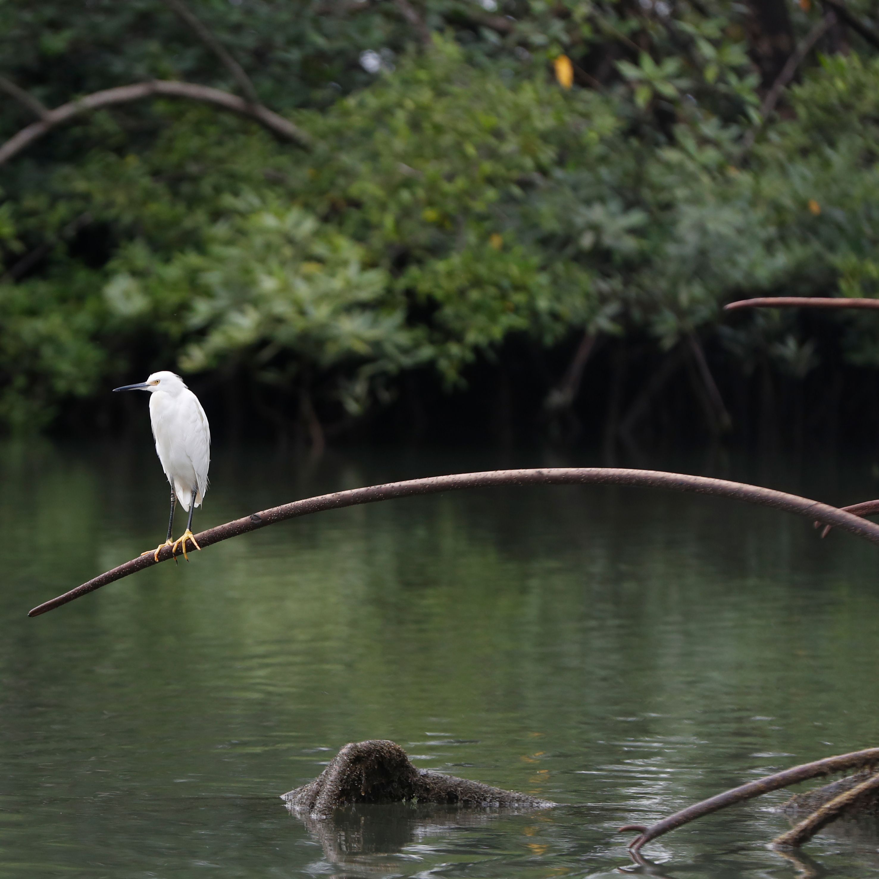 Cinco Continentes - La basura amenaza los manglares de Colombia