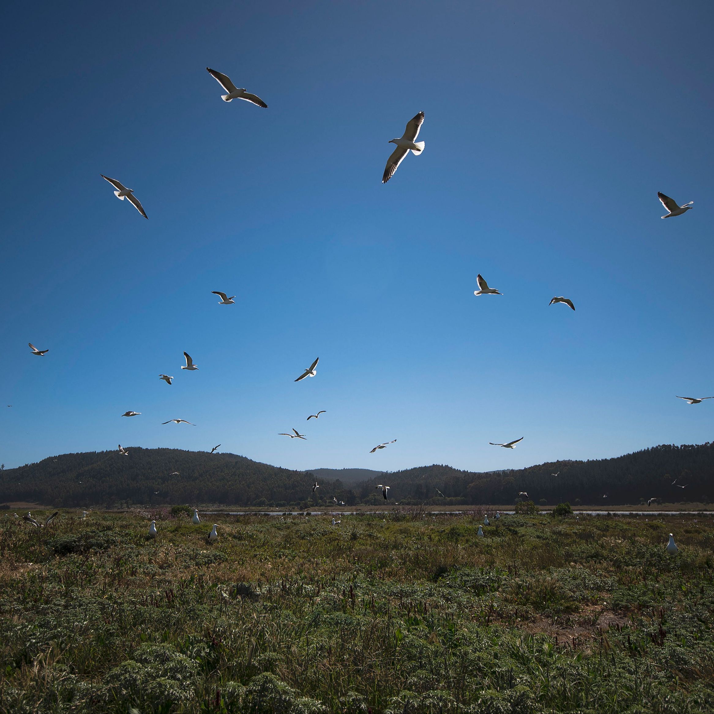 Cinco continentes - Científicos chilenos abren el debate de cuándo y cómo se pobló América