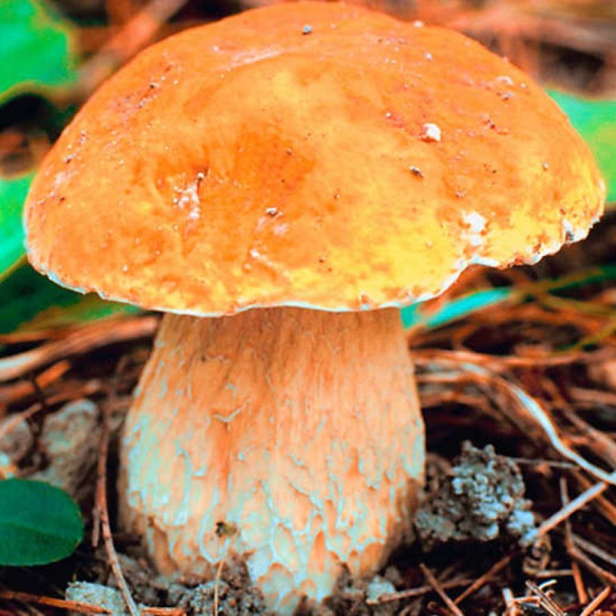 En clave Turismo - El turismo micológico y su gastronomía destacan en Soria - 22/10/25