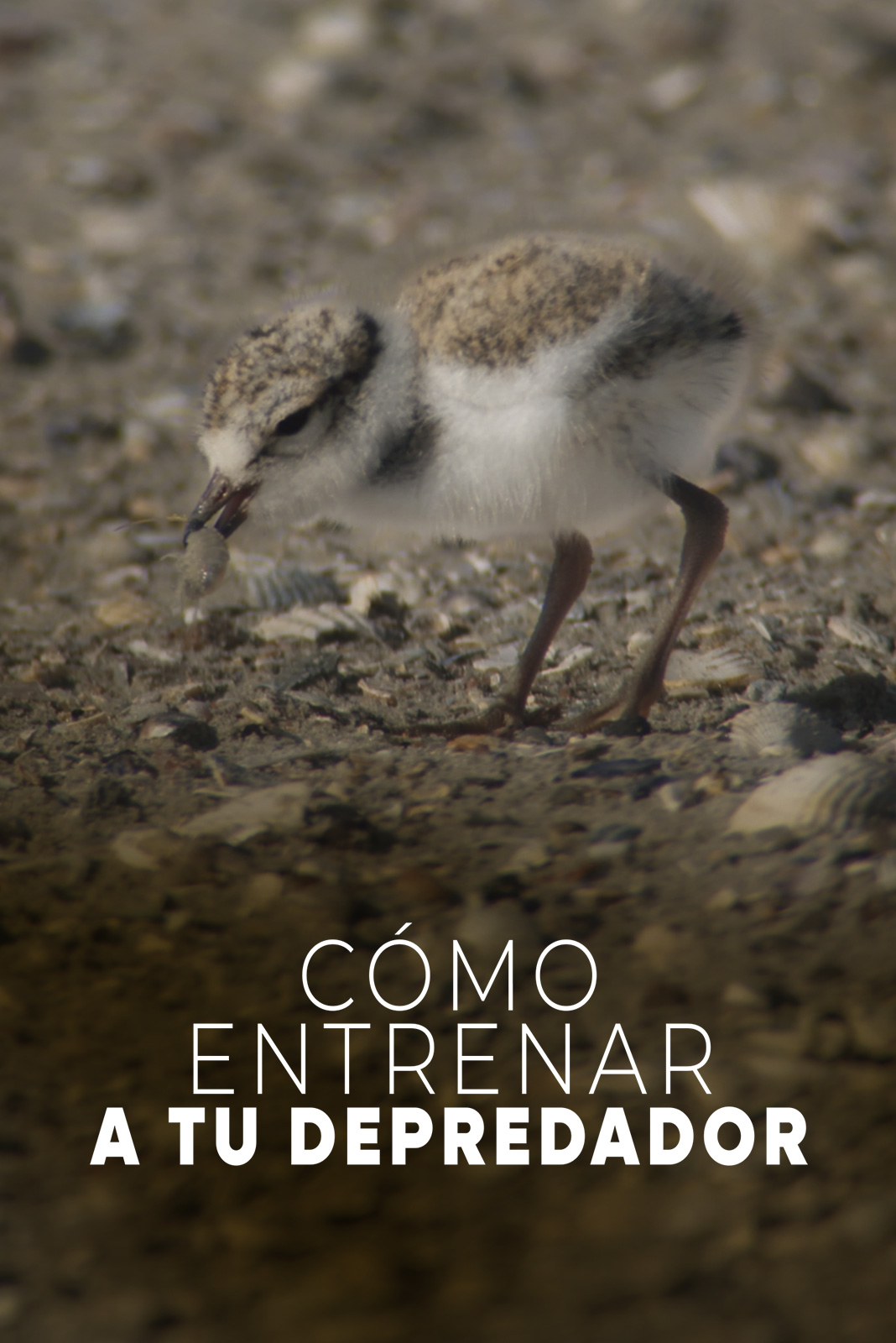 Cómo entrenar a tu depredador
