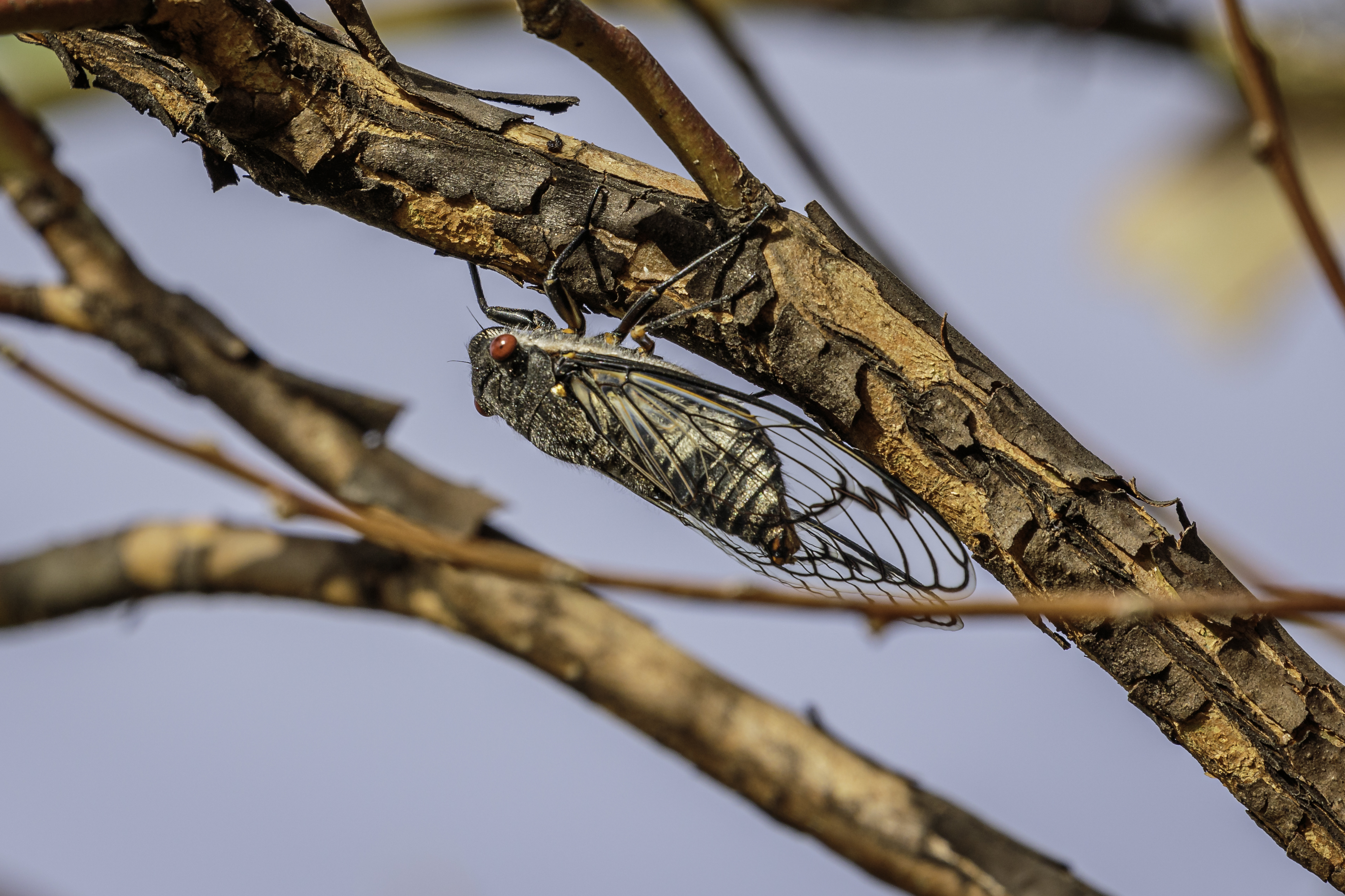 ¿Cómo pueden ser que las cigarras conozcan los números primos?