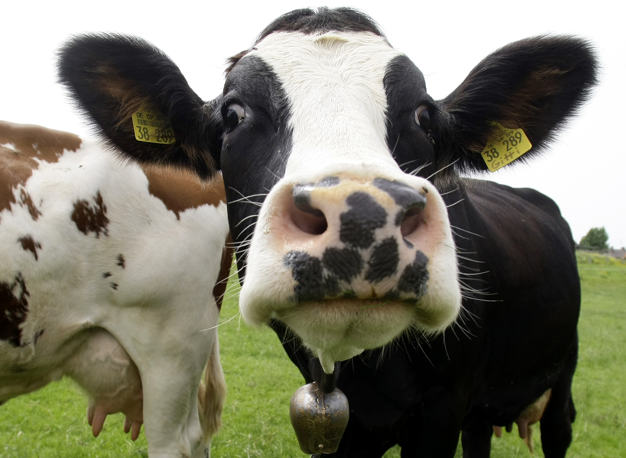 Cómo las vacas conquistaron el mundo (y de qué manera