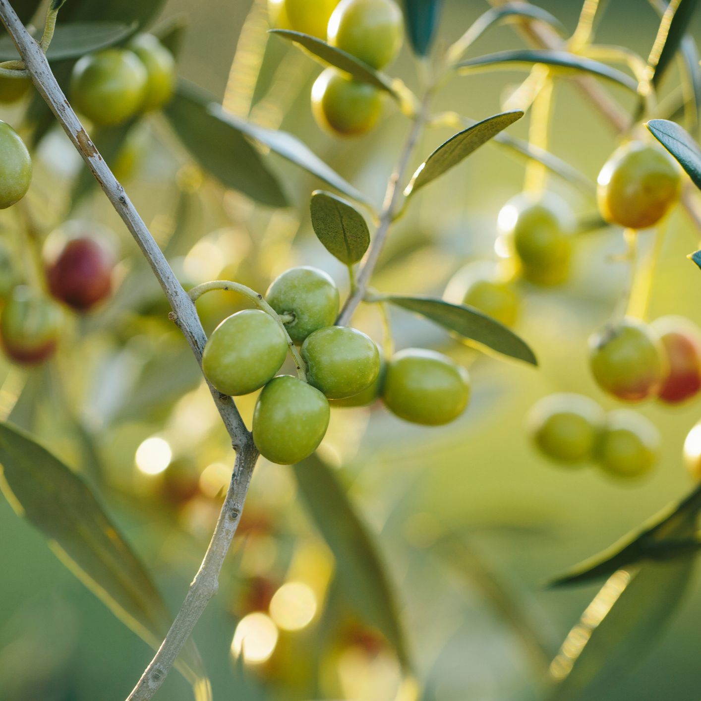 Mundo rural - Cosecha de aceite de oliva - 07/01/26