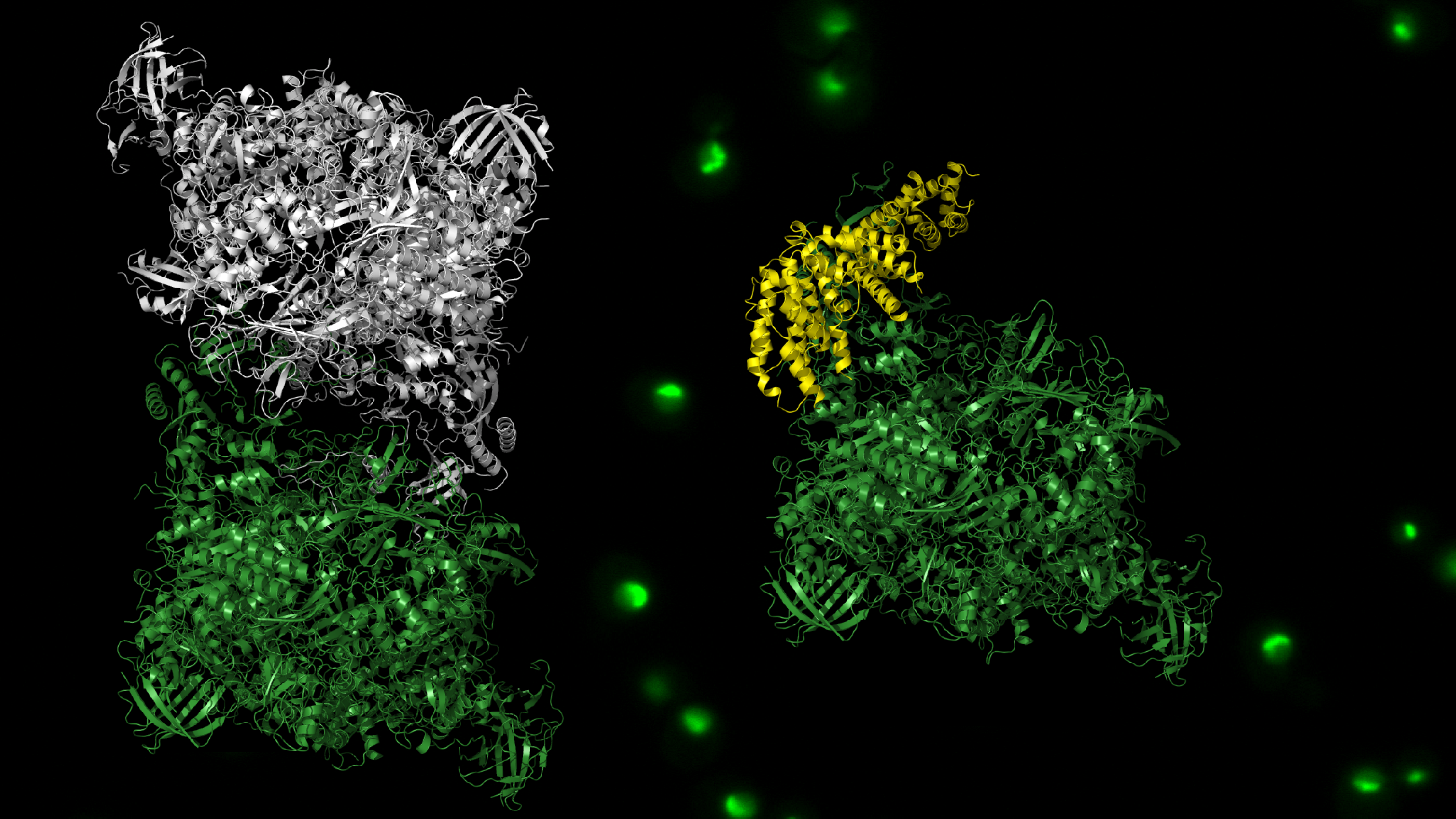 Modelo tridimensional de una proteína