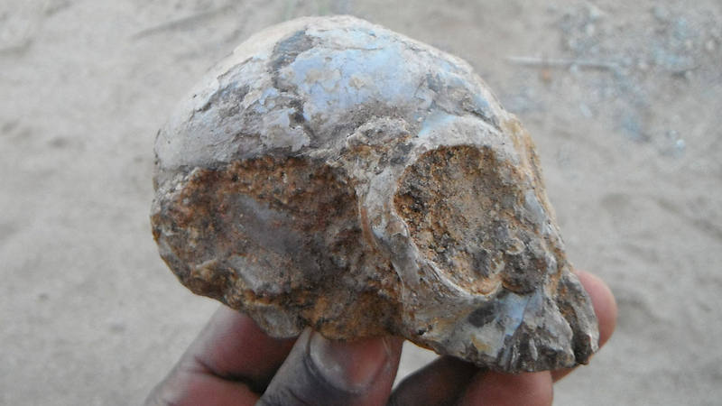 El cráneo de 'Alesi' es del tamaño de un limón