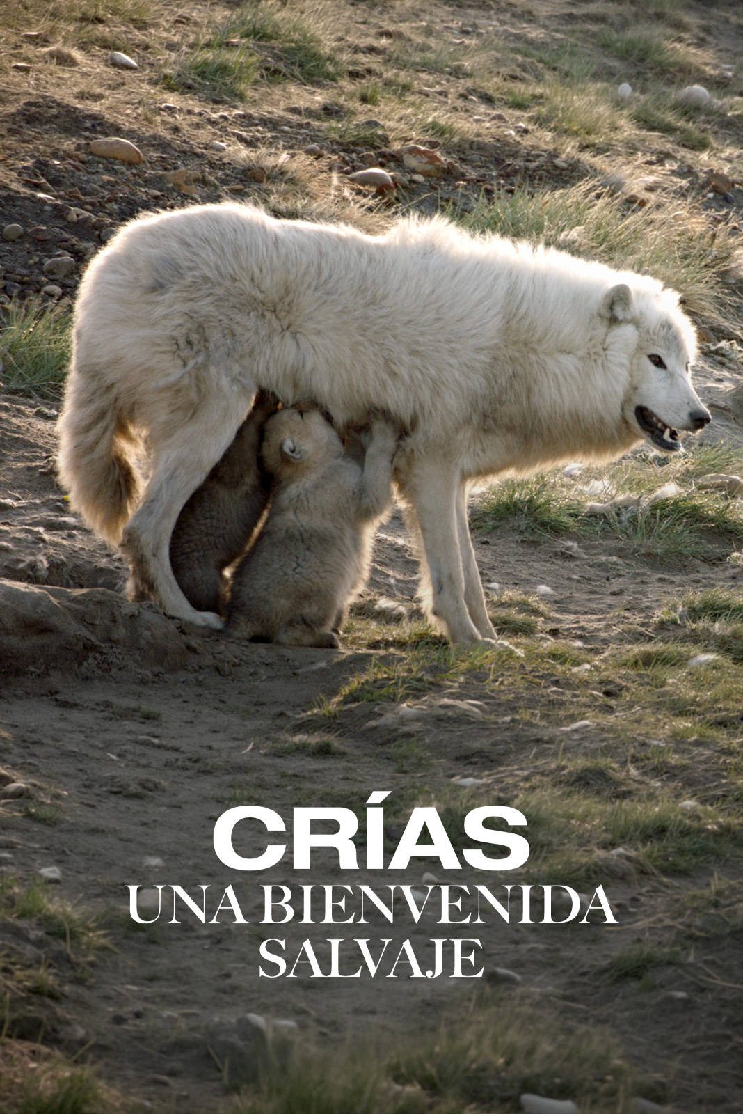 Crías. Una bienvenida salvaje