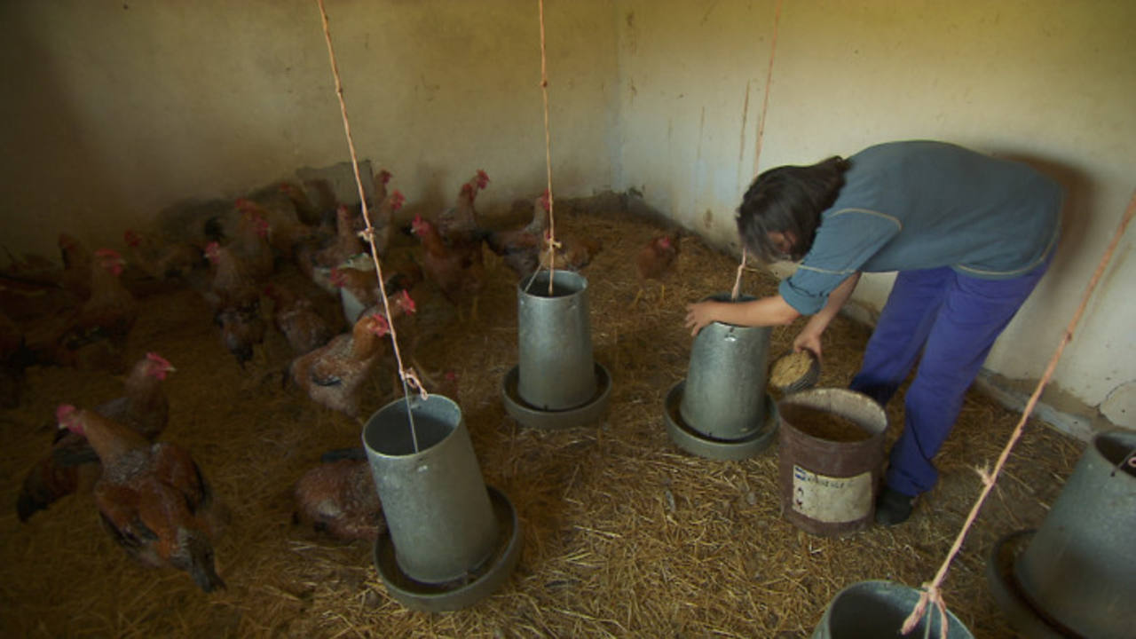 Cristina dirige su propia explotación de pollos ecológicos Cristina dirige su propia explotación de pollos ecológicos
