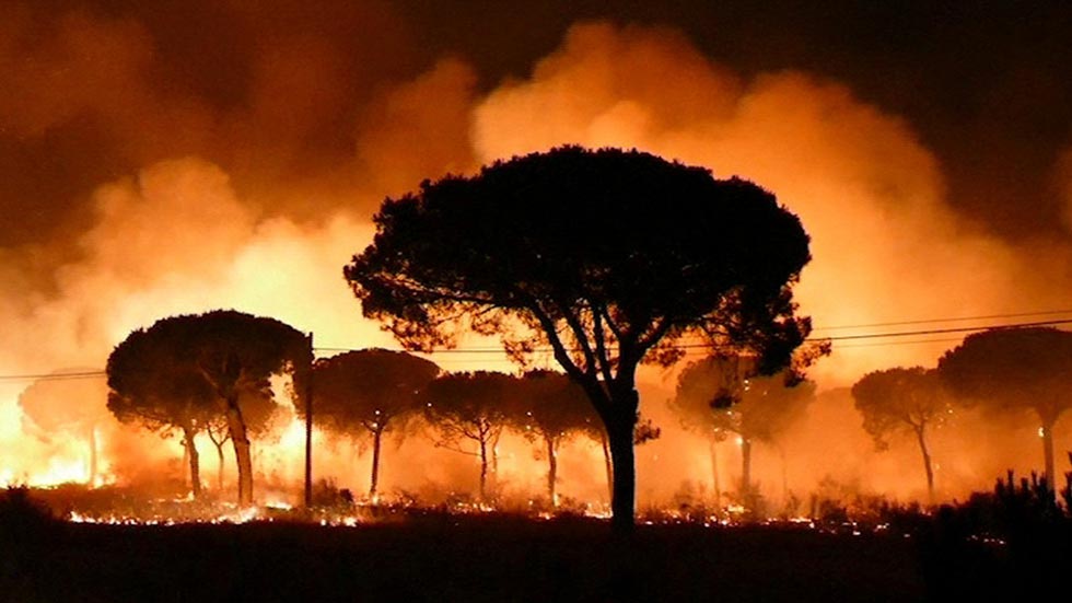 Los expertos confían en que la fauna pueda volver pronto a la zona quemada en doñana