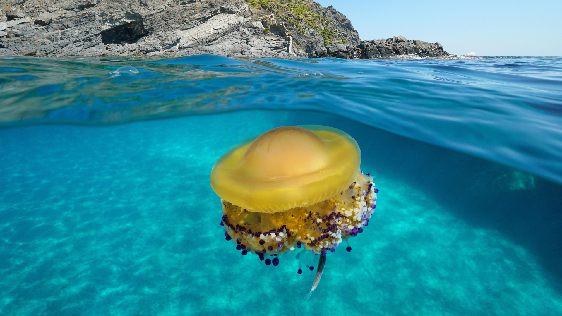 La medusa simbionte se adaptará a futuras condiciones del mar