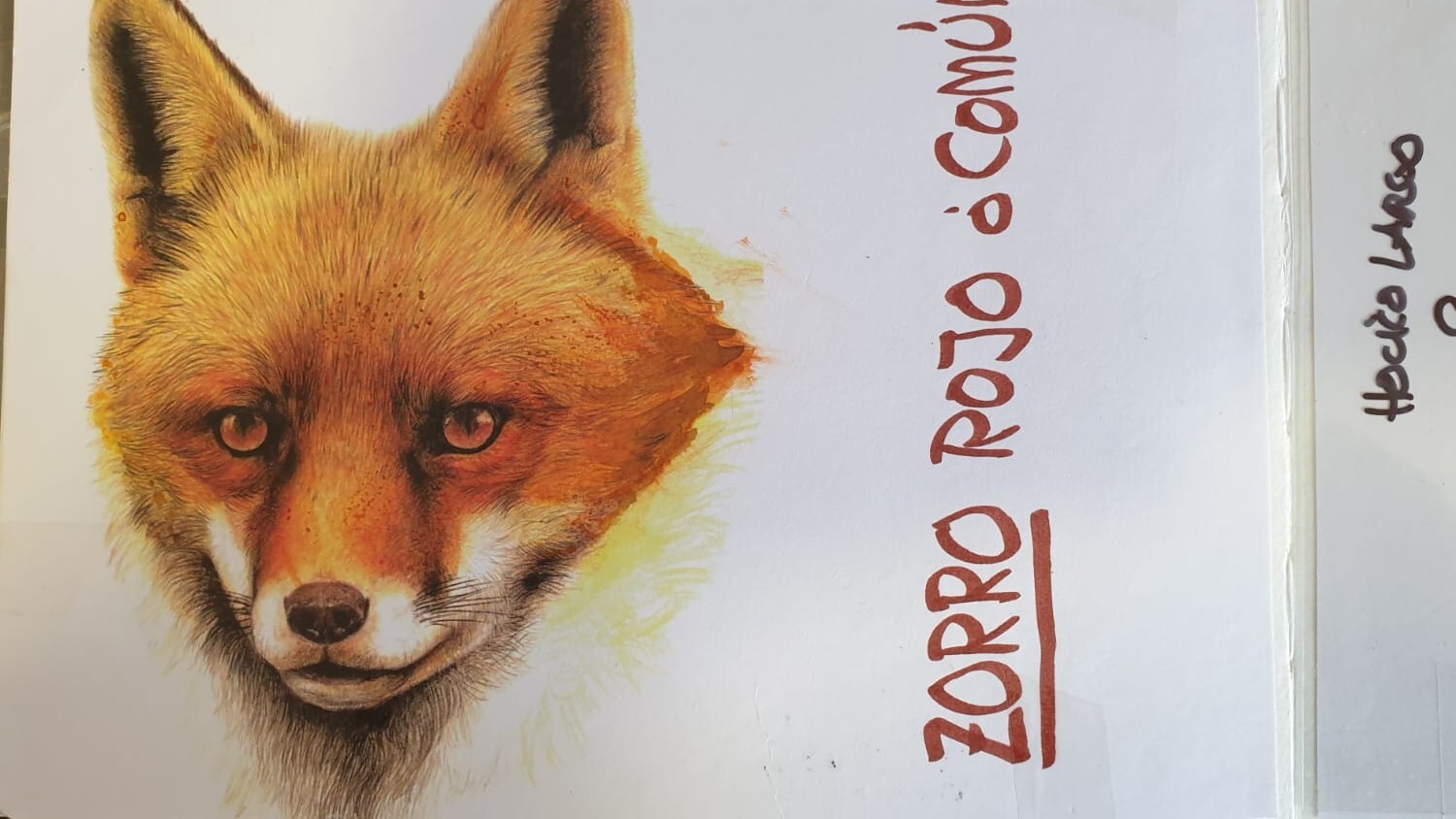 Cuaderno de campo: 7 curiosidades sobre los zorros Cabeza del zorro