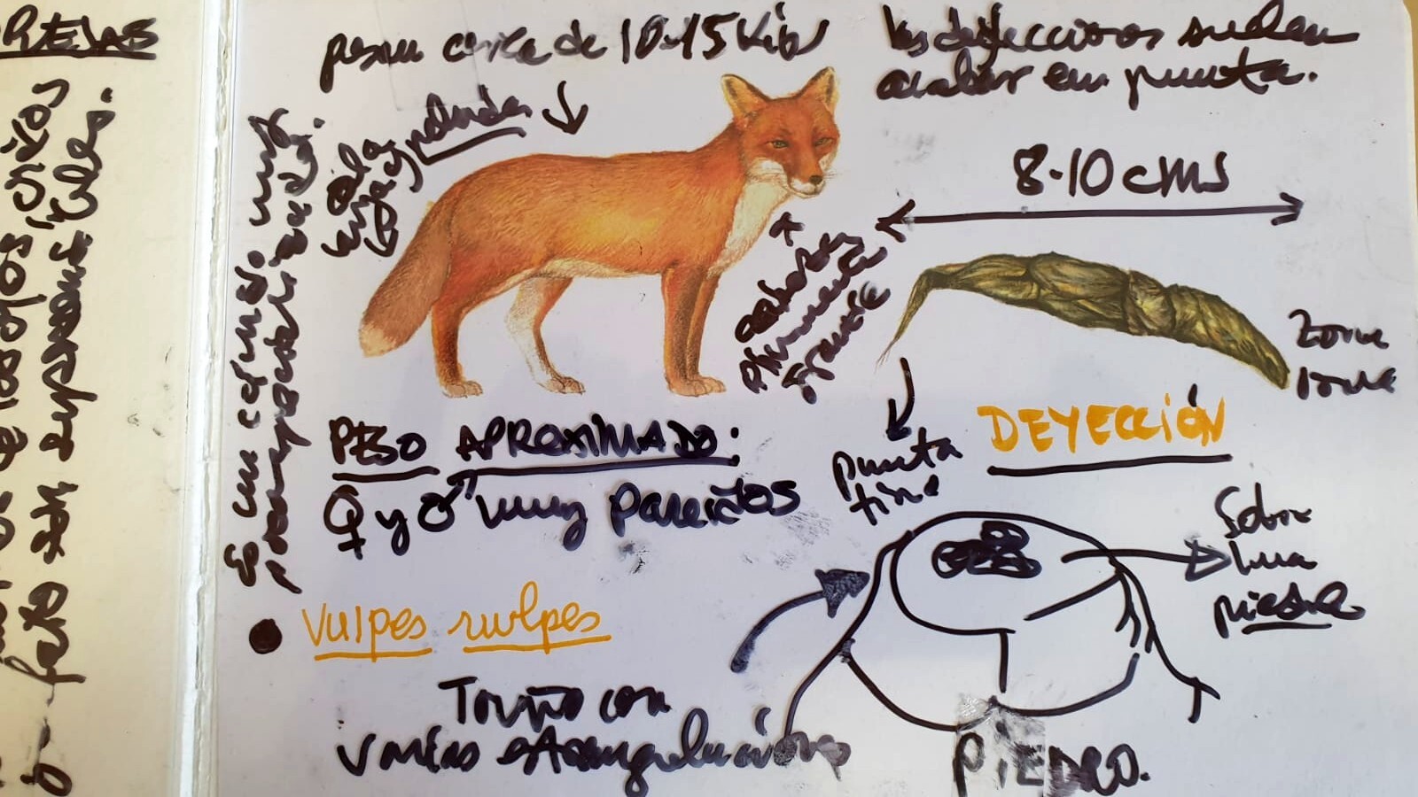 Cuaderno de campo: 7 curiosidades sobre los zorros Cuerpo del zorro