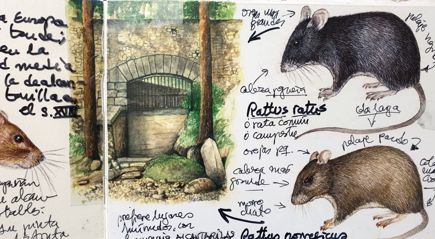 Cuaderno de campo: datos curiosos sobre ratas y ratones Curiosidades ratas y ratones