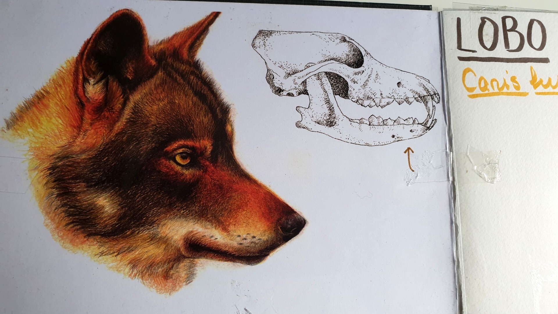 Cuaderno de campo: Lobo ibérico Cabeza de lobo