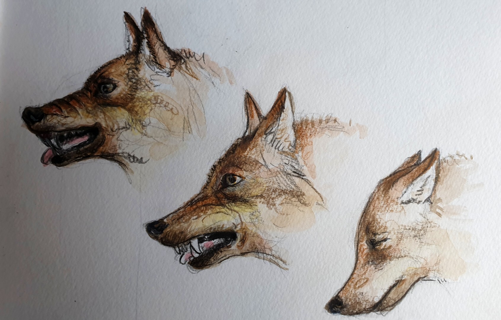 Cuaderno de campo: Lobo ibérico Dibujo de lobo ibérico
