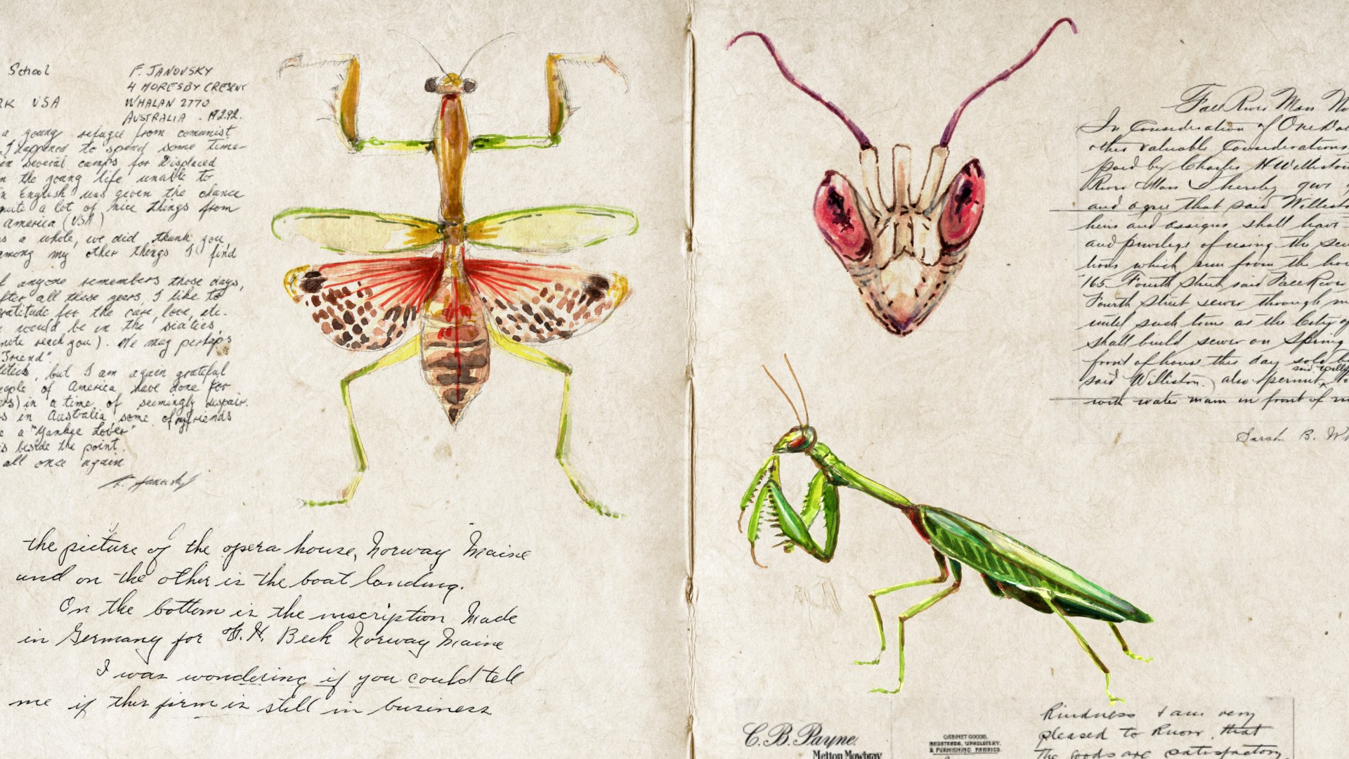 Cuaderno de campo con mantis dibujadas Cuaderno de campo