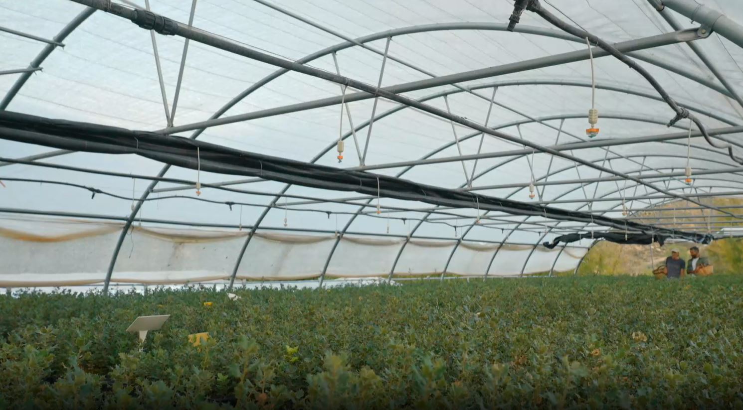 Cultivo de la trufa en la comarca turolense de Cuencas Mineras